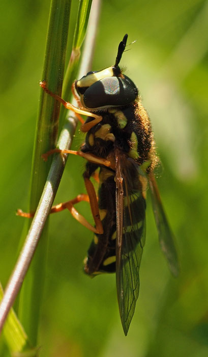 Späte Wespenschwebfliege, Chrysotoxum festivum